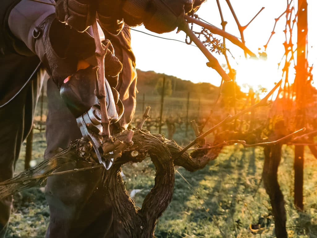 La taille de la vigne