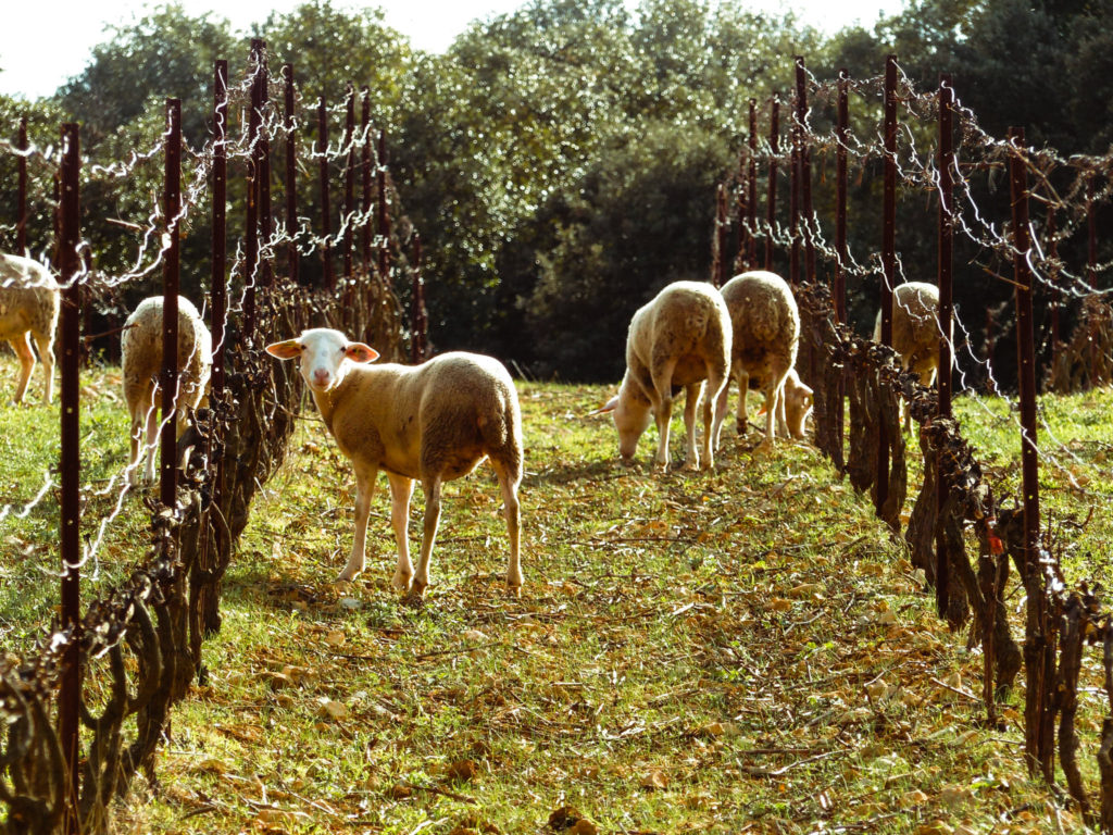 Les moutons dans la vigne en hiver – éco-pâturage