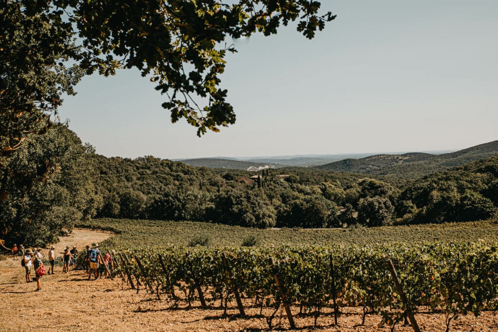 Les vignes