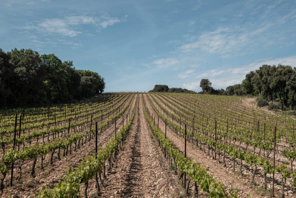 Le vignoble du château