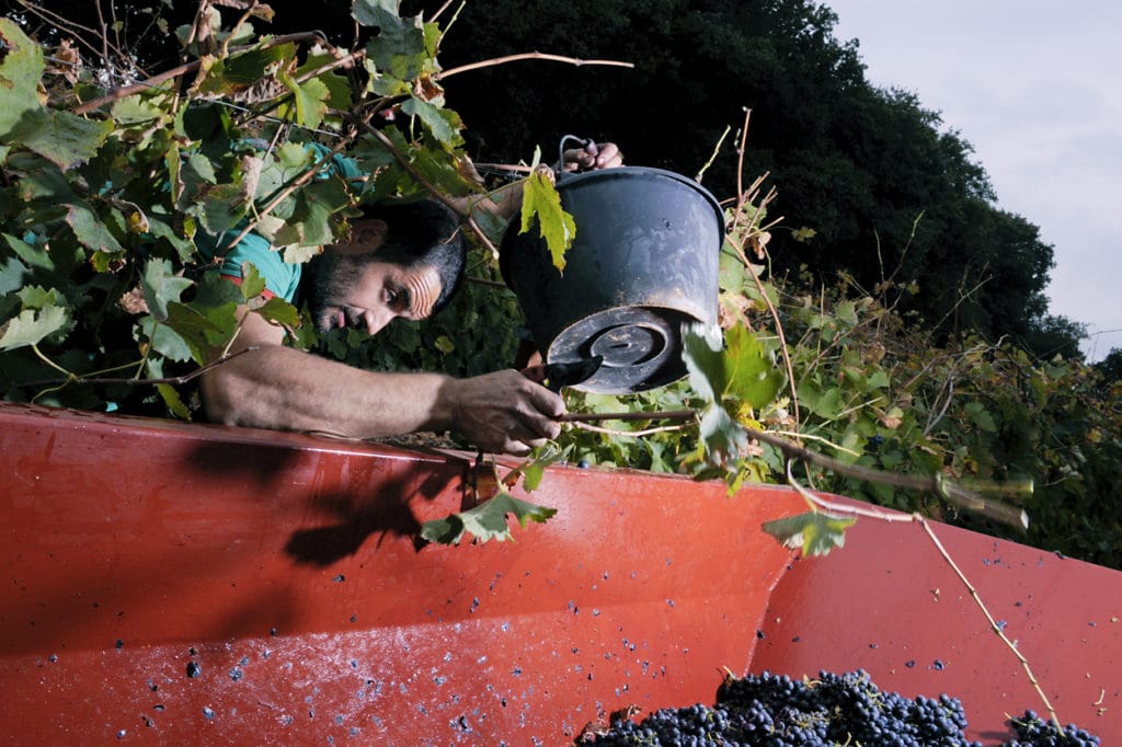 Jean-Philippe D’Albenas aux vendanges